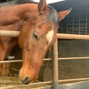 Meet your Posher, Kelsie